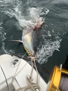 Thrilling Bluefin Tuna Fight!